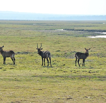 Waterbucks in Katavi National Park
