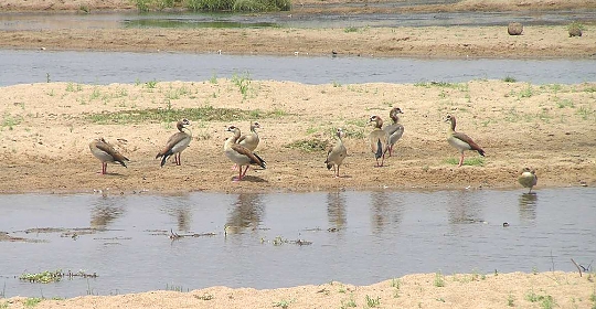 Wild Geese in the Ruaha National Park