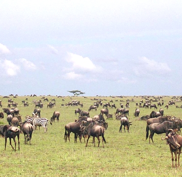 Wildebeests in the Serengeti