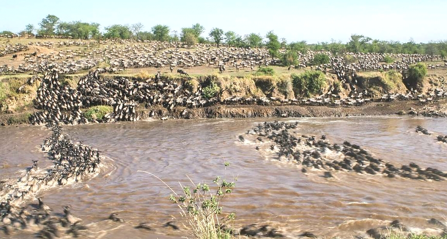 Wildebeests Migration in Serengeti Tanzania