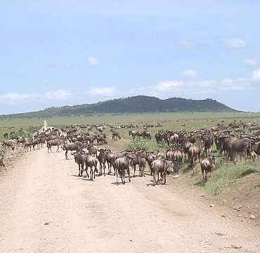 Wildebeests Migrations in Ndutu