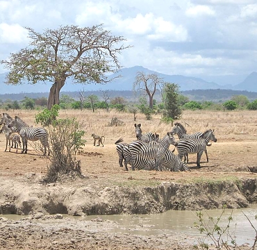 Zebras in Mikumi National Park