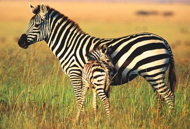 Zebras in Arusha National Park