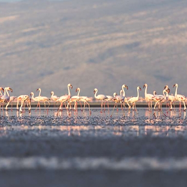 Lake Natron Flamingos near Oldonyo Lengai