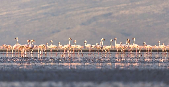 Lake Natron Flamingos near Oldonyo Lengai